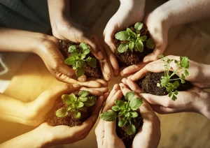 Hands holding plant seedlings and soil.